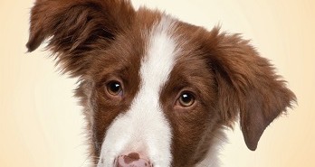 Decoding Your Dog: A Review Decoding Your Dog