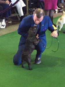 Olive with handler