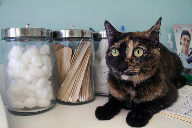 cat vet