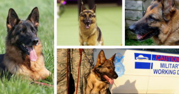 From Popular Culture to Saving Lives: The German Shepherd Dog Is A Winner