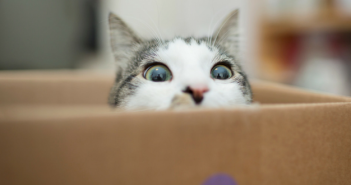 Fear Free: Helping You & Your Vet Think About the Connection Between Mental & Physical Health For Your Cat fear free wvc western veterinary conference valarie tynes