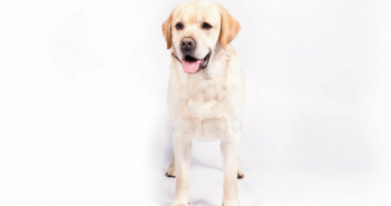 Labrador Retriever Leads The Pack: AKC Announces Most Popular Breeds in the US for 2016 labrador retriever