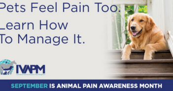 The International Veterinary Academy of Pain Management is excited to celebrate Animal Pain Awareness Month ivapm animal pain awareness month september