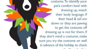 Q: Should you dress up a pet in costume for Halloween? fear free halloween pet costume costumes