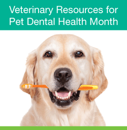 veterinary resources pet dental health month