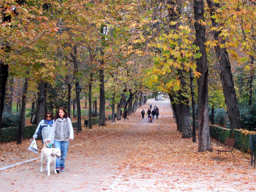 Dog Walk in Autumn