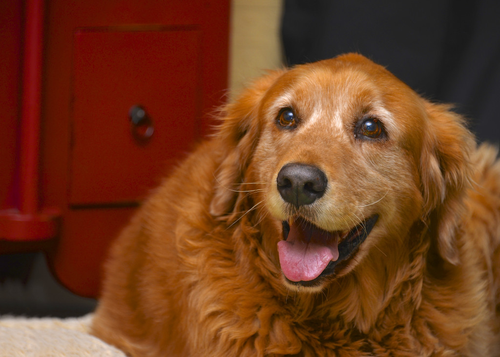 happy golden retriever