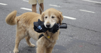 umbrella dog hurricane disaster preparedness