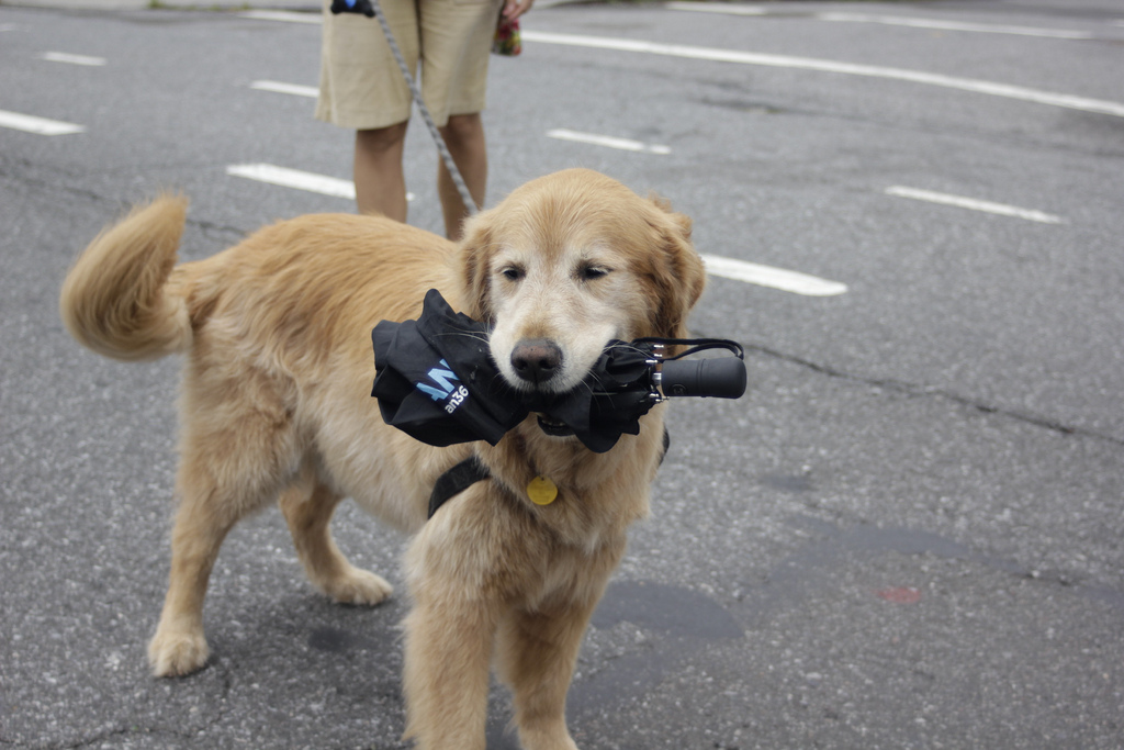 umbrella dog hurricane disaster preparedness