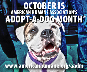 adopt a dog month
