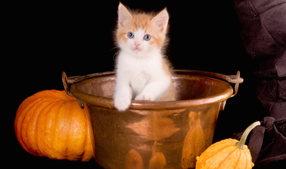 pumpkin cat