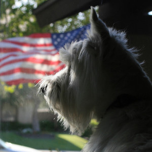 Randy Robertson Wee Westie - A Marine Recruit's Dog heroes