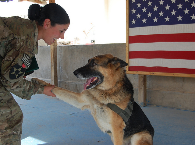 military dogs