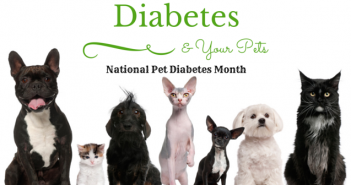 pet diabetes