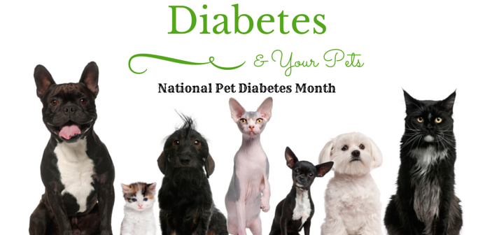 pet diabetes