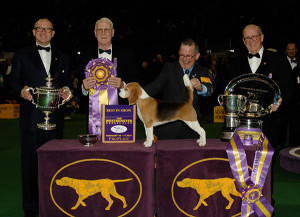 Photo from Westminster Kennel Club site