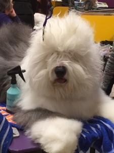 Old English Sheepdog, Swagger, getting primped backstage Monday night for Herding Group judging.