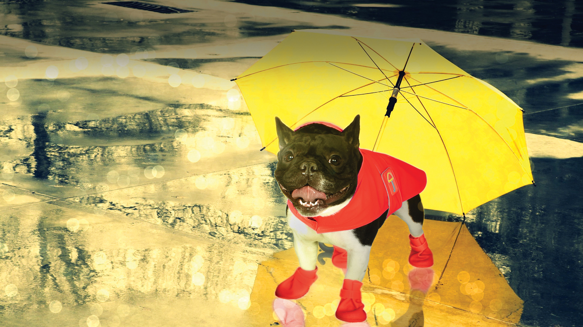 Jelly Wellie Rain Gear for Dogs!