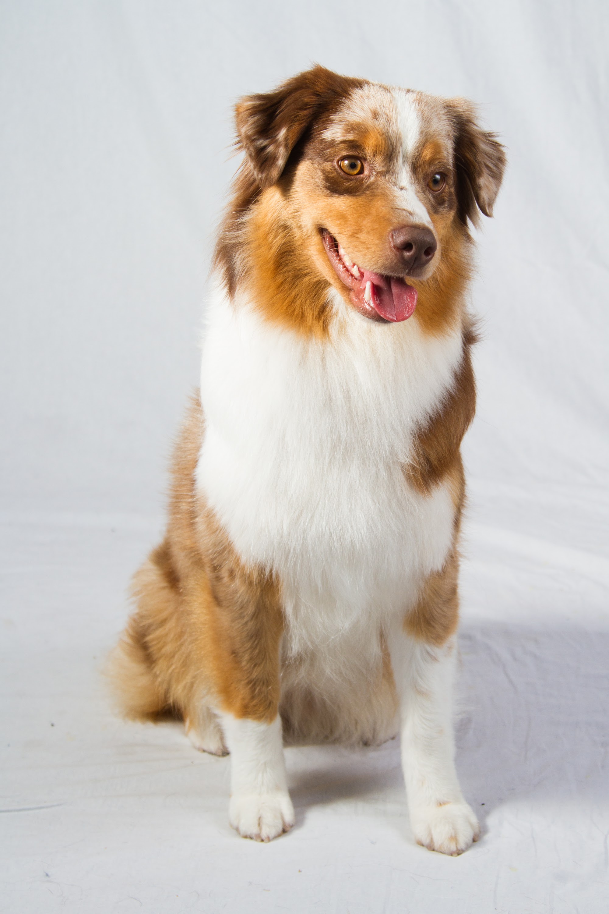 The AKC Pack Expands With 3 Newly Recognized Breeds