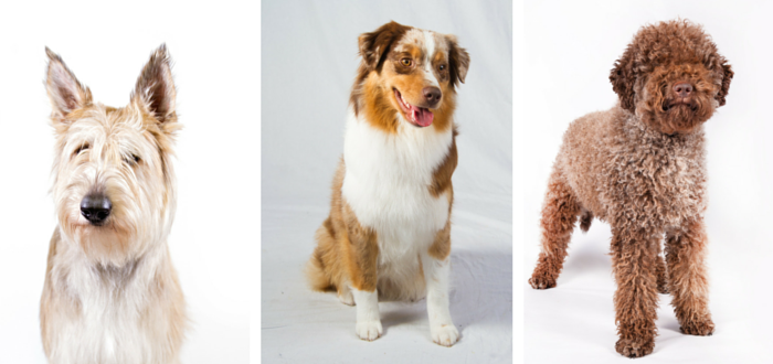The Akc Announces Their 10 Most Popular Dog Breeds Ce - vrogue.co
