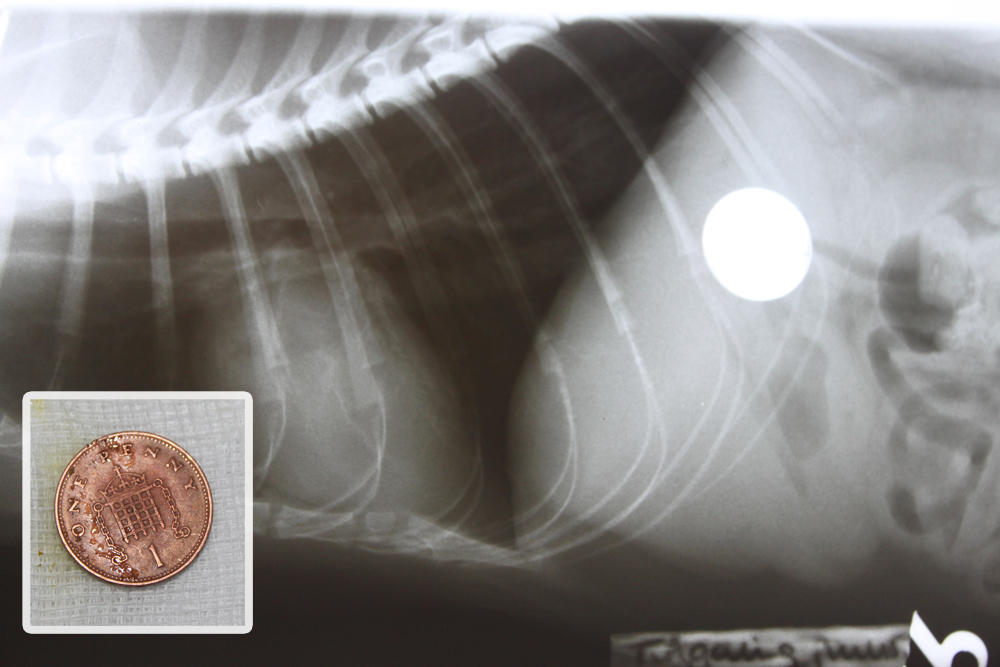 An x-ray revealing a one pence coin which was removed with an endoscope.