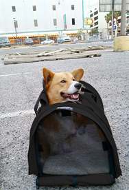 CorgiBag