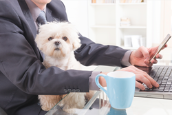 take your dog to work day