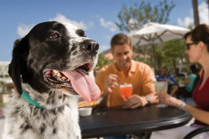 pet friendly restaurants