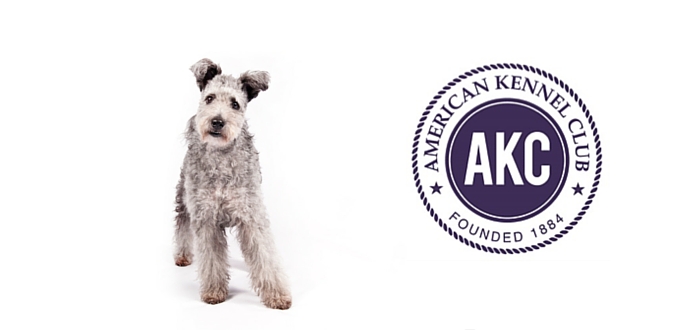 pumi akc