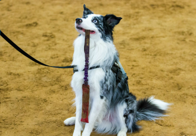 akc agility