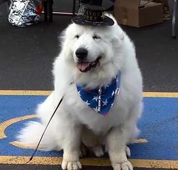 Duke the dog mayor