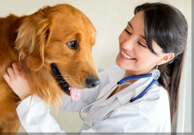 dog veterinarian