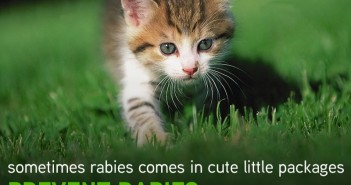 world rabies day