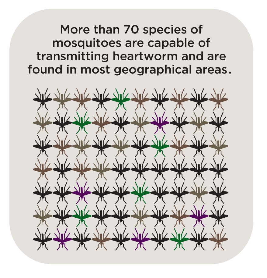 species of mosquito transmitting heartworm double defense