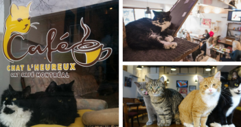 canada cat cafe