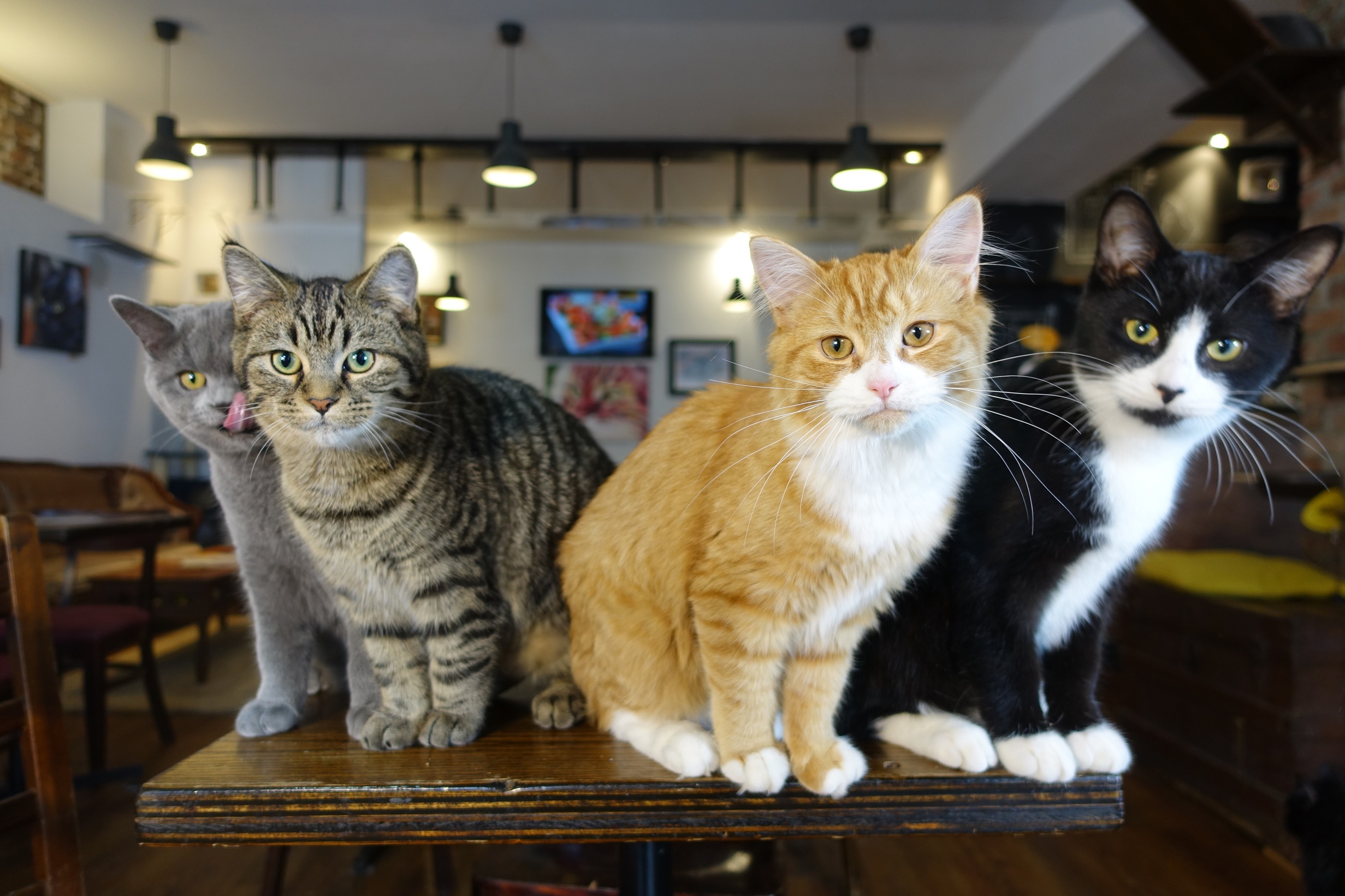 The Cat Cafe — The Neighbor's Cat