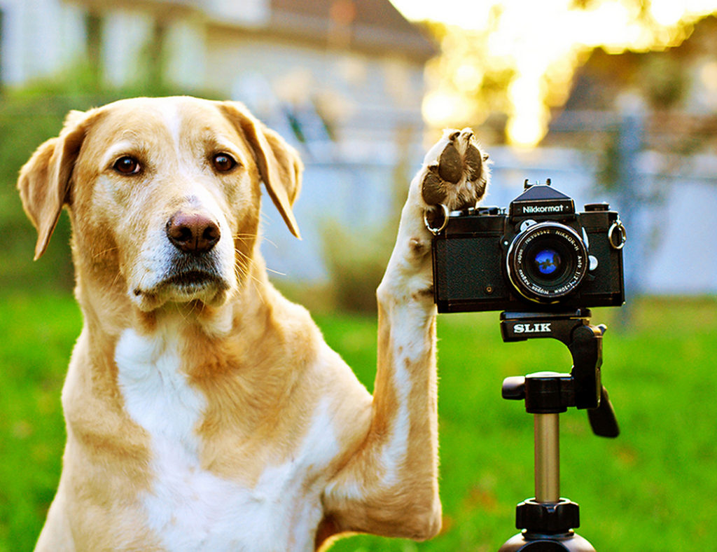 photographing and filming dogs