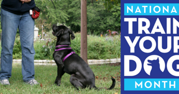 national train your dog month