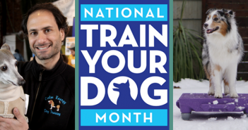 train your dog month dog training