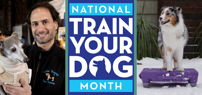 train your dog month dog training