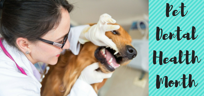 pet dental health month february