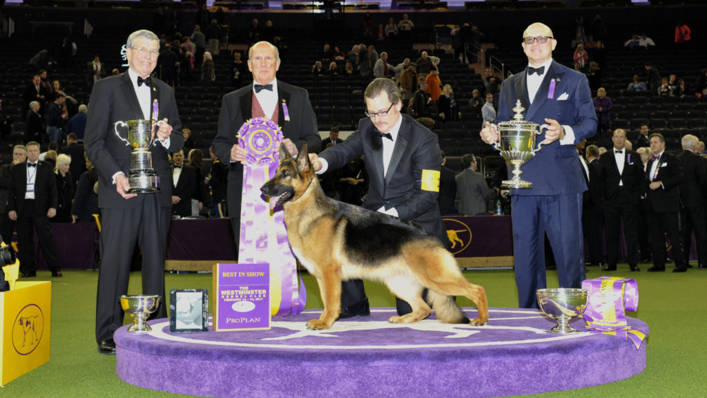 Q How many times has a German Shepherd won Best in Show at the