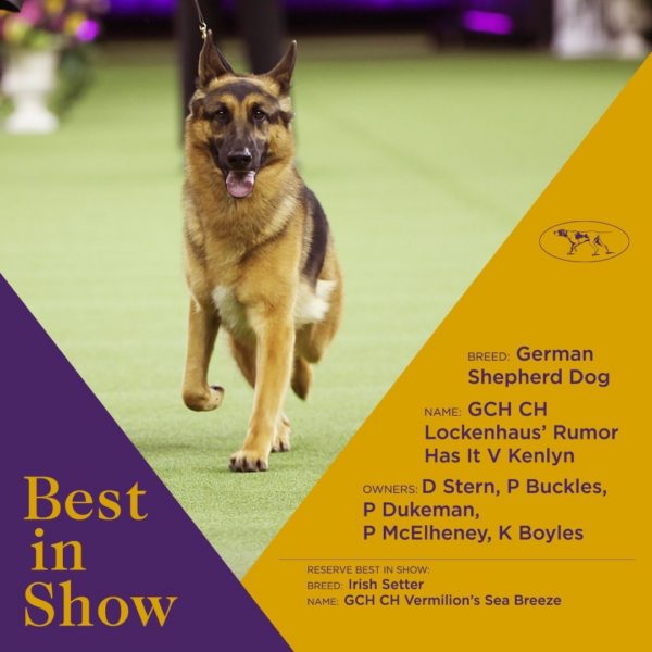 Q How many times has a German Shepherd won Best in Show at the