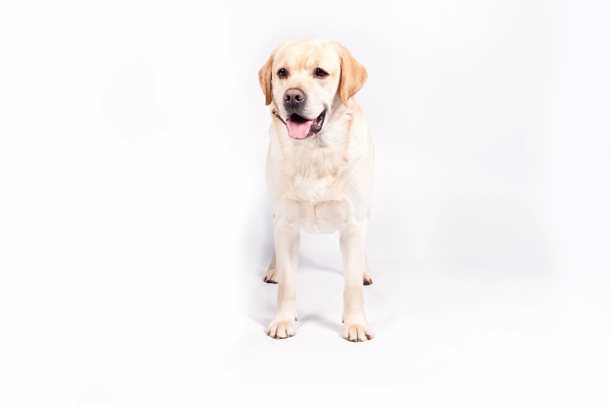 Labrador Retriever Leads The Pack AKC Announces Most Popular Breeds in