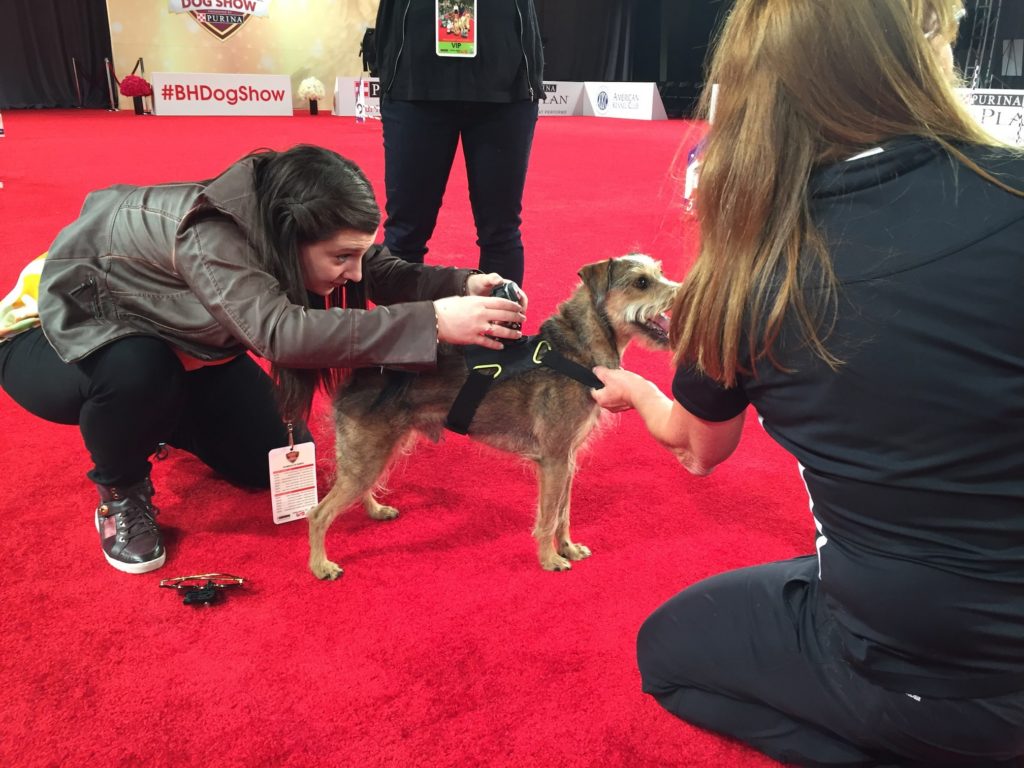 beverly hills dog show