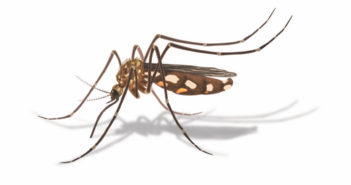 mosquito mosquitoes heartworm capc