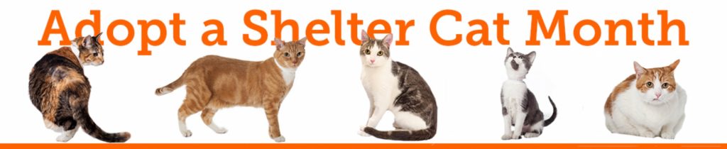 adopt-a-shelter-cat month