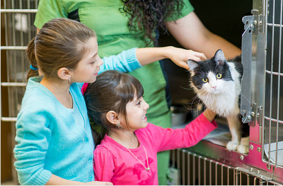 cat adoption adopt-a-shelter-cat month