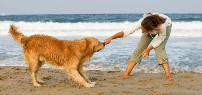 summer dog-friendly beaches