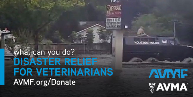 hurricane harvey relief veterinarians